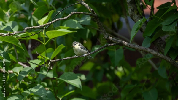 Obraz Blaumeise auf Ast
