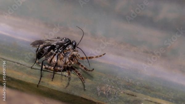 Obraz Wegwespe fängt Spinne