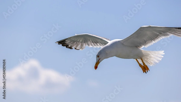 Obraz Möwe im Flug