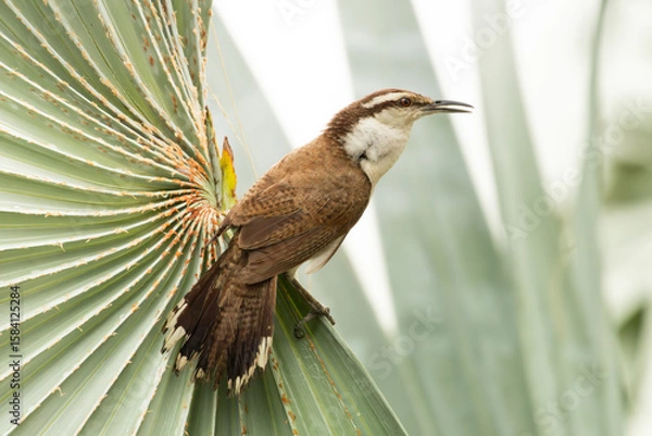 Obraz Bicolored Wren