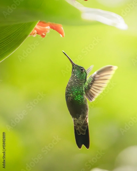 Obraz Hummingbird