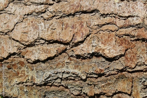 Fototapeta Chunky Bark