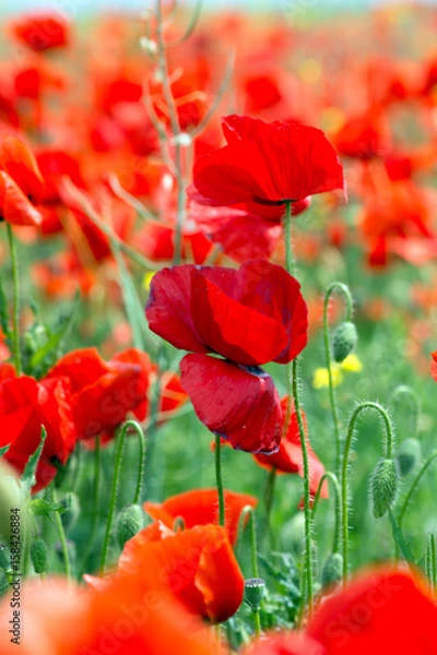 Fototapeta Poppy (Papaver rhoeas).