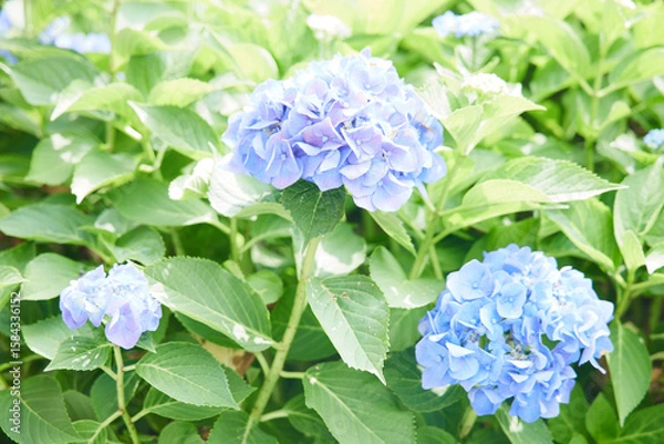 Obraz 伊香保温泉街　紫陽花