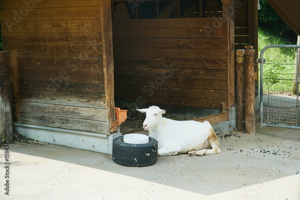 Obraz 動物園　伊香保