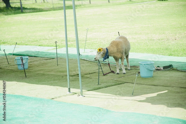 Obraz 動物園　伊香保