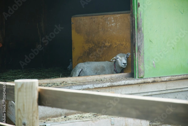 Obraz 動物園　伊香保