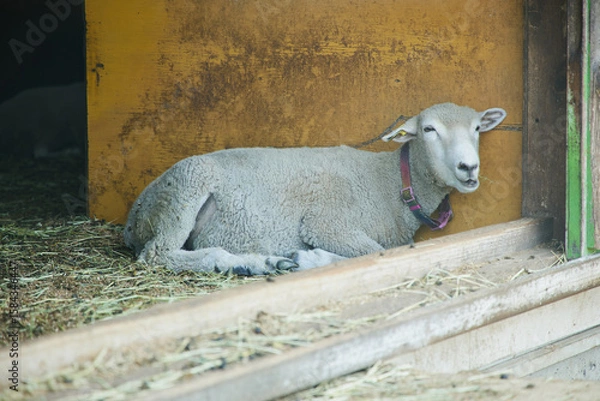 Obraz 動物園　伊香保
