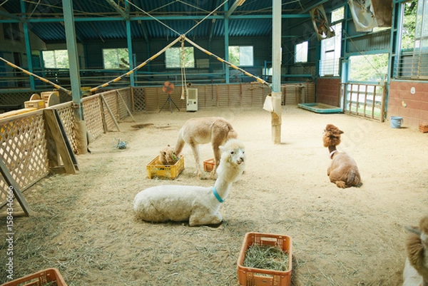 Obraz 動物園　伊香保