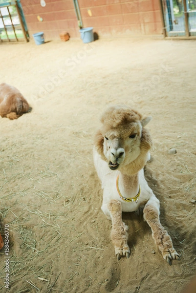 Obraz 動物園　伊香保
