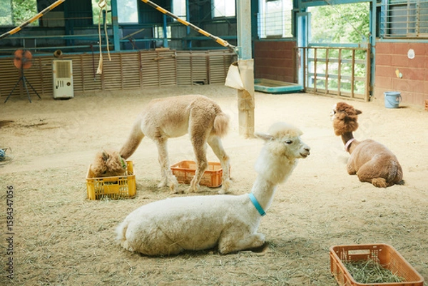 Obraz 動物園　伊香保