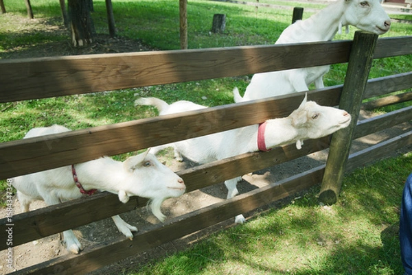 Obraz 動物園　伊香保