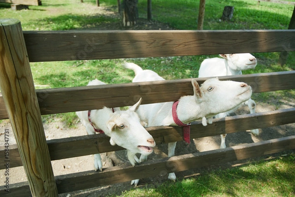 Obraz 動物園　伊香保