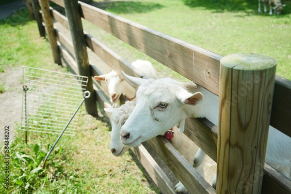 Obraz 動物園　伊香保