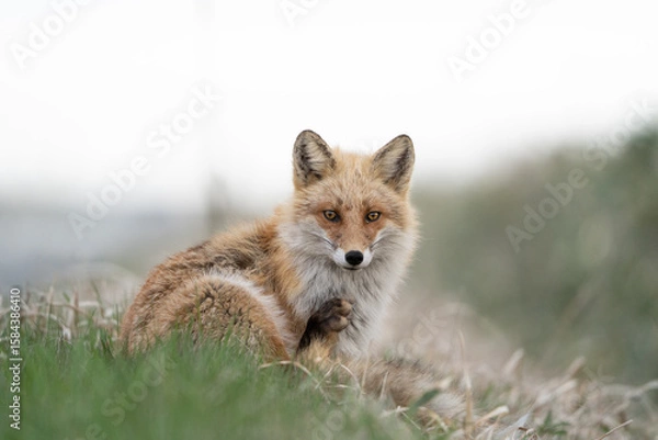 Obraz red fox in the wild