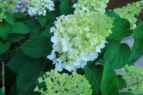 Fototapeta Garden scene with Hydrangea Paniculata