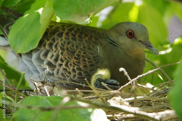 Fototapeta 子育て中の鳩　親鳩と生後１日の雛