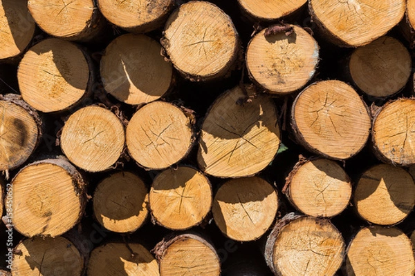 Obraz Freshly cut tree logs