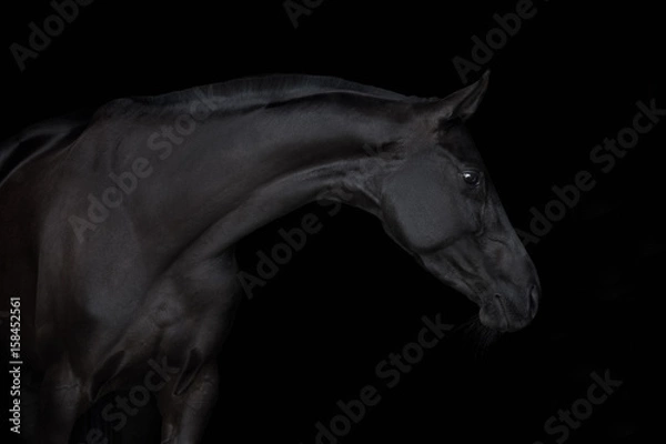 Obraz Black horse isolated on black background