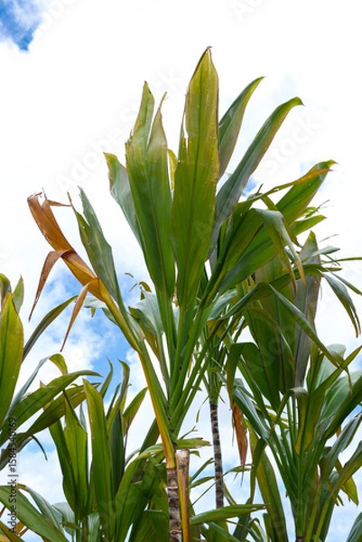 Obraz 南国の植物センネンボクと青空