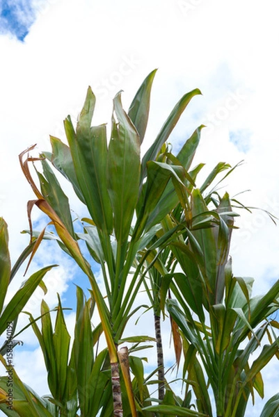 Obraz 南国の植物センネンボクと青空