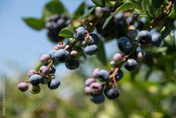 Obraz たわわに実るブルーベリーの果実