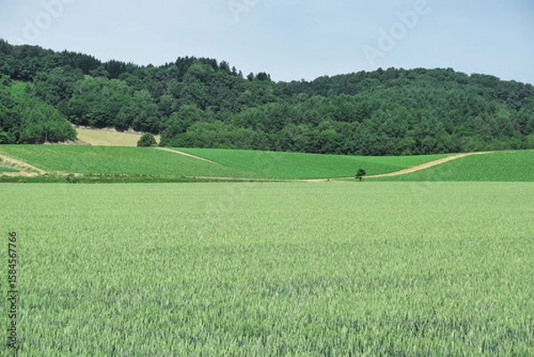 Obraz 北海道の初夏の田園風景