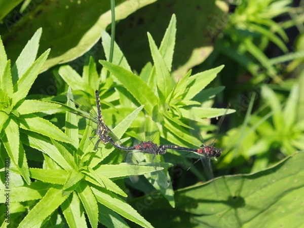 Obraz カオジロトンボの異常連結