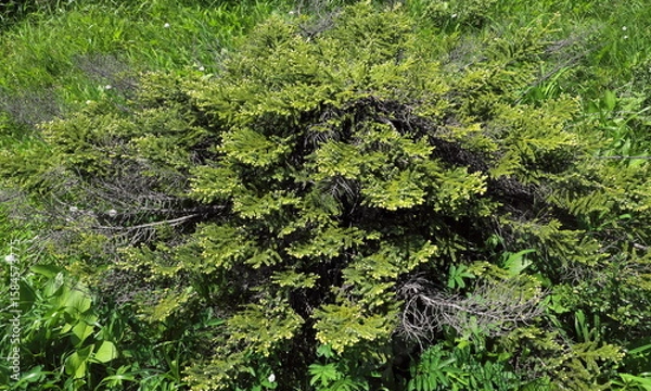 Obraz ハイマツの大木