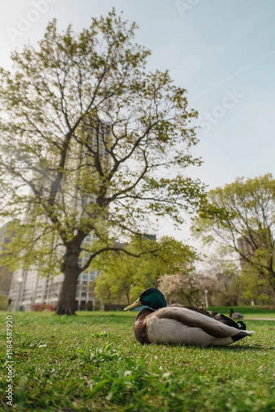 Fototapeta A mallard duck relaxes on a lush green lawn in a city park on a bright spring day. Trees and modern buildings form a tranquil and scenic backdrop, blending nature with urban life.