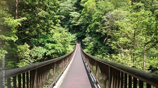Fototapeta 新緑の山の中へ