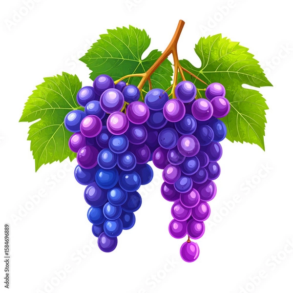 Obraz Two Bunches of Grapes with Green Leaves and a Brown Stem, Purple and Blue