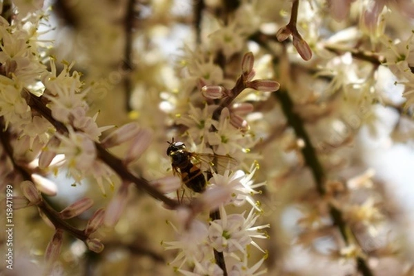 Obraz bee collecting pollen