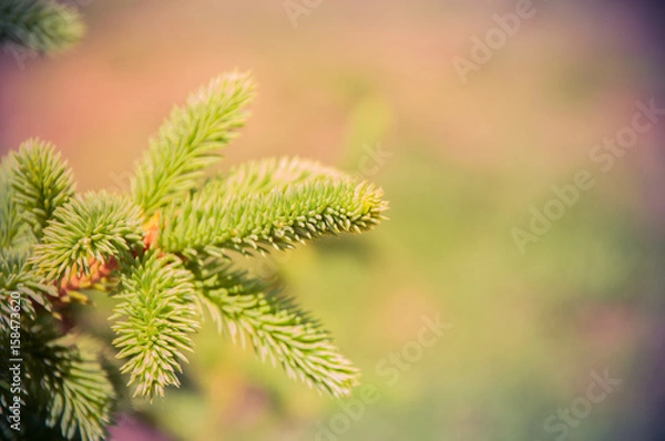 Fototapeta Fir tree brunch close up. Shallow focus. Copy space