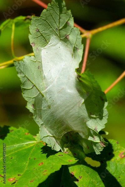 Obraz Cottony web of a fall webworm in Vernon, Connecticut.