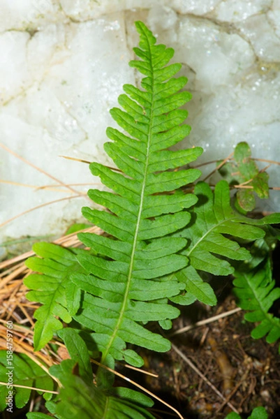 Obraz Closeup of a polypody fern on quartz rock in Connecticut.
