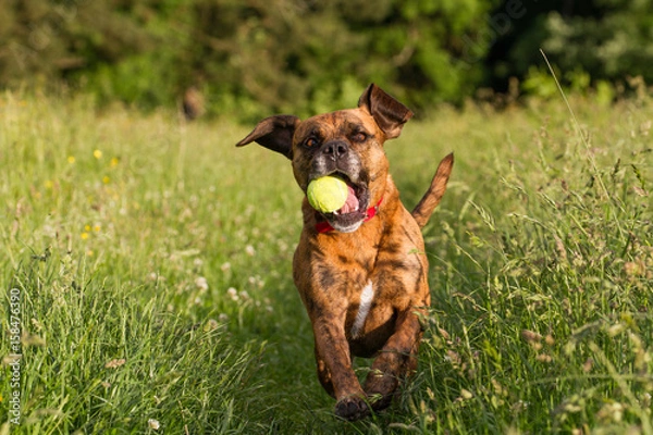 Fototapeta Cute Happy Dog playing fetch with ball in Long Grass