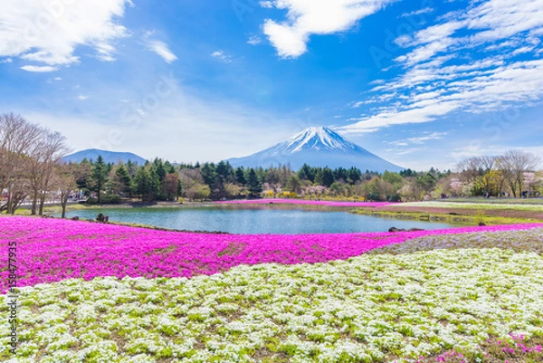 Obraz 富士芝桜まつり