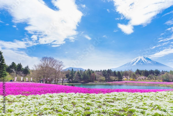Obraz 富士芝桜まつり