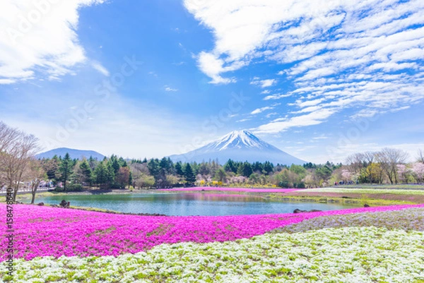 Fototapeta 富士芝桜まつり