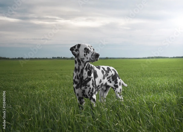 Obraz Spotted cute adorable portrait of Dalmatian dog