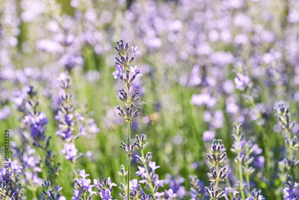 Fototapeta Scented lavender blooming in the garden. Purple flowers in the sunlight on a natural blurred background.  