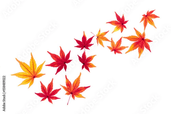 Fototapeta 紅葉したモミジの葉　秋のイメージ