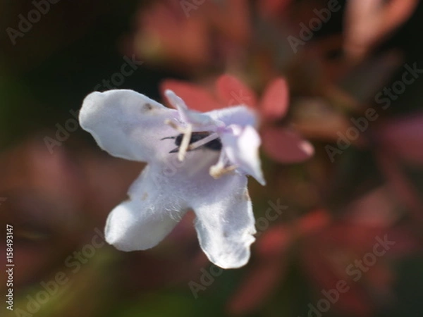 Obraz Wild flowers under the sun