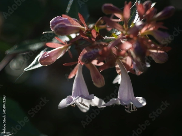 Obraz Wild flowers under the sun