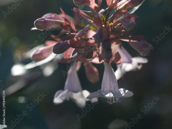 Obraz Wild flowers under the sun