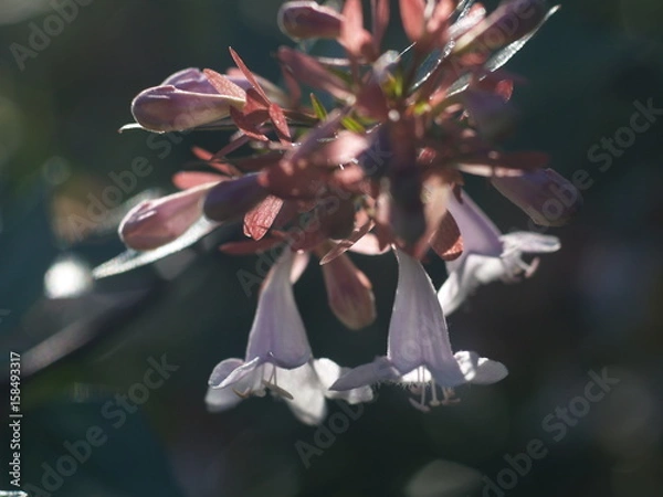 Obraz Wild flowers under the sun