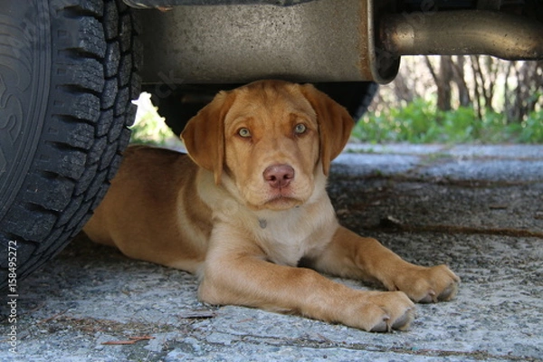 Obraz labrador retriever welpe