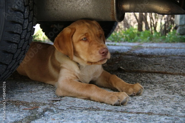 Obraz labrador retriever welpe
