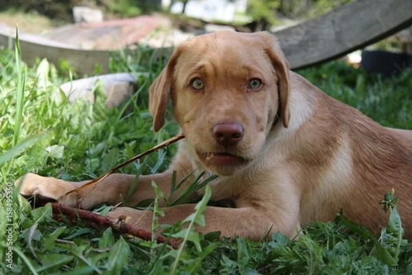 Obraz labrador retriever 